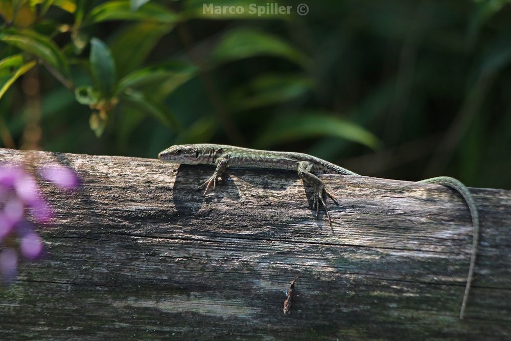 Podarcis muralis